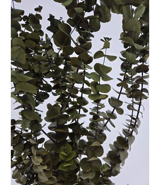 MyFlowers Grünkonservierter Eukalyptus Baby Blue | Länge ± 60 cm | Pro Strauß