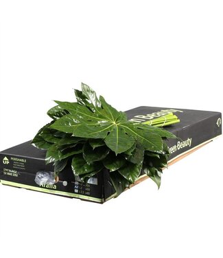 AD Aralia Gr. Beauty ( x 1 )