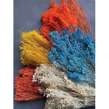 Gepreserveerde Broom Bloom