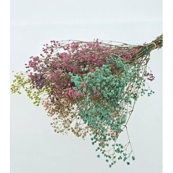 Gepreserveerde Gyphsophila