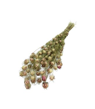 4A Droogbloem Nigella 60cm ( x 1 )