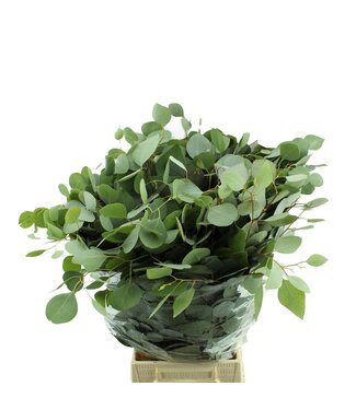 AD Populus Lang ( x 10 )