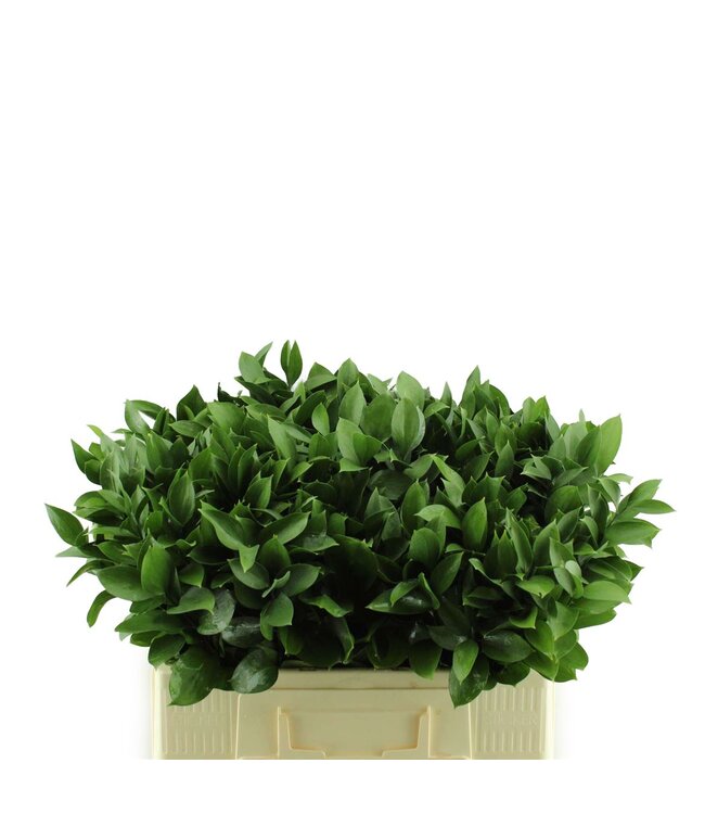 Ruscus Hypophyllum ( x 200 )