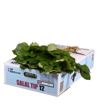 AD Salal Tip Orca ( x 20 )