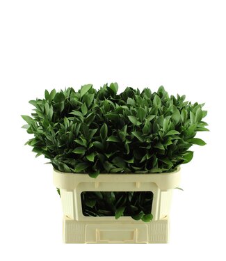 AD Ruscus Hypophyllum ( x 500 )