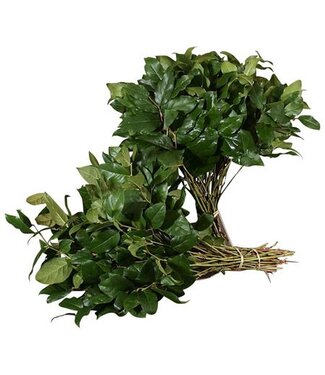 AD Salal Groot ( x 20 )