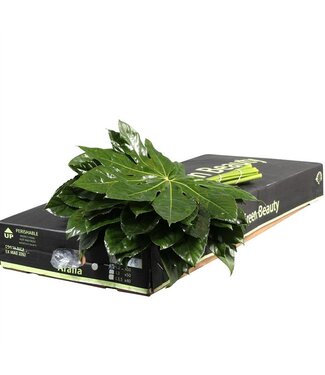 AD Aralia Gr. Beauty ( x 60 )