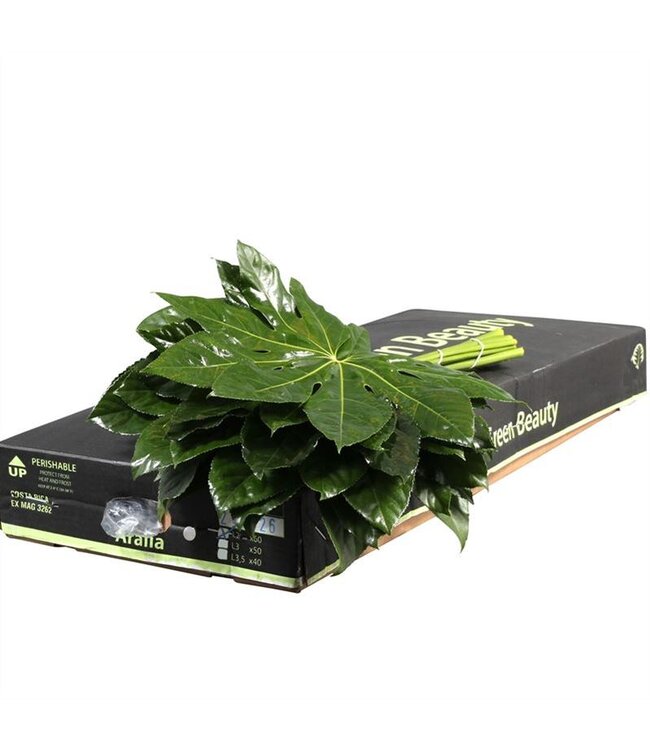 Aralia Gr. Beauty ( x 60 )