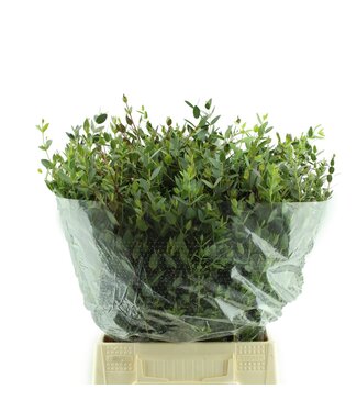 AD Parvifolia Kort ( x 10 )