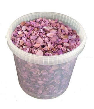 QC Shells north sea 10 ltr Purple ( x 1 )
