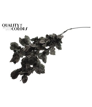 QC Bougainvillea p/bunch in poly Black ( x 10 )