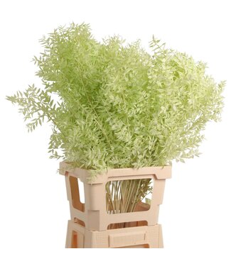 AD Ruscus Gebleekt ( x 50 )