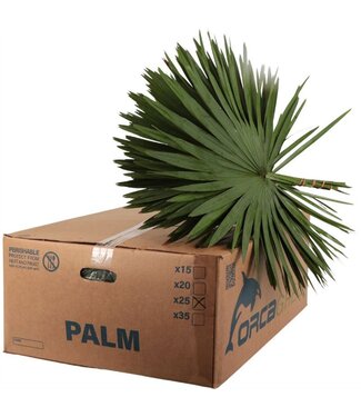 AD Palm Orca ( x 19 )