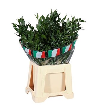 AD Ruscus ( x 10 )