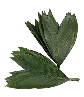 AD Cocos Cultivated ( x 45 )
