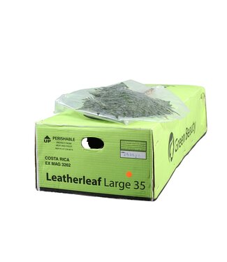 AD Lederv. Large Vacuum Gr. Beauty ( x 20 )