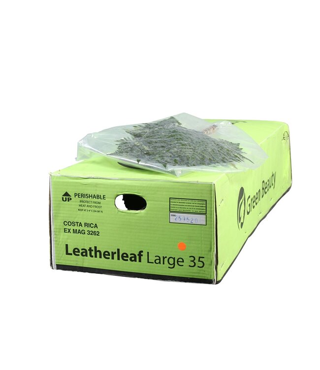 Lederv. Large Vacuum Gr. Beauty ( x 20 )
