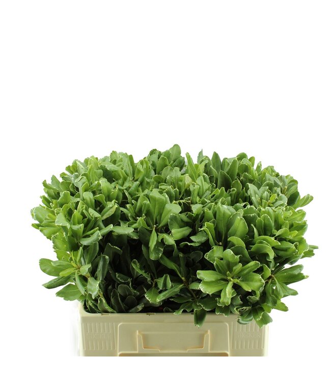 Pittosporum Ilan ( x 100 )