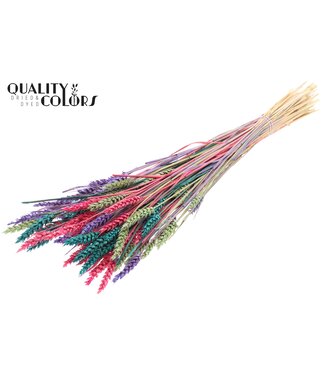 QC Triticum (sunbleached) per bunch Colourful 7 ( x 6 )