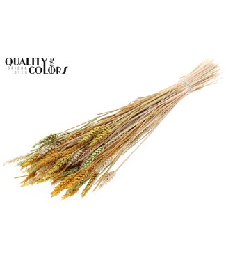 QC Triticum (sunbleached) per bunch Summer Mix ( x 6 )