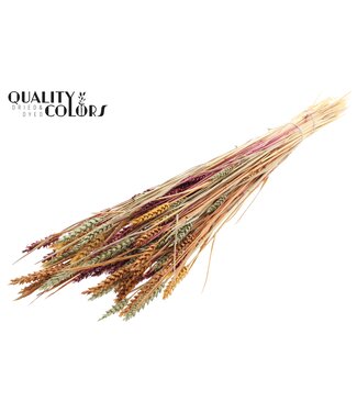 QC Triticum (sunbleached) per bunch Pumpkin Spice Mix ( x 6 )