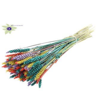 QC Triticum per bunch Colourful 5 ( x 6 )