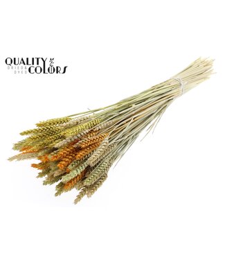 QC Triticum per bunch Summer Mix ( x 6 )
