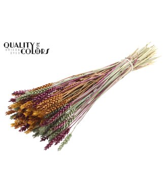 QC Triticum per bunch Pumpkin Spice Mix ( x 6 )