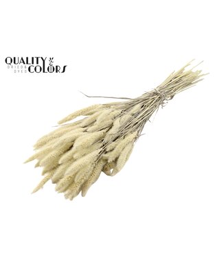 QC Setaria per bunch Intense Bleached ( x 6 )