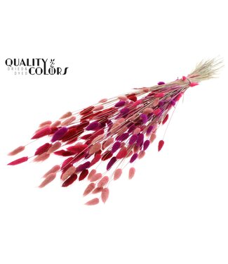 QC Lagurus per bunch Love Mix ( x 6 )