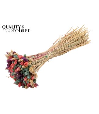 QC Phalaris Mini per bunch ( x 6 )