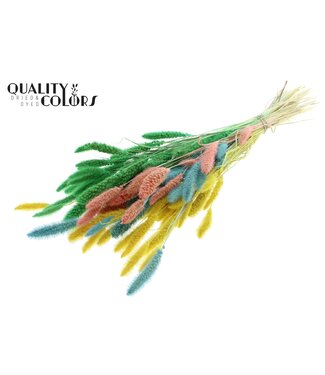 QC Setaria per bunch Pastel Fluor ( x 6 )