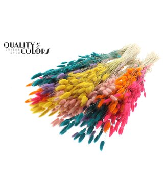 QC Lagurus per bunch Two Tone Candy Spectrum ( x 6 )