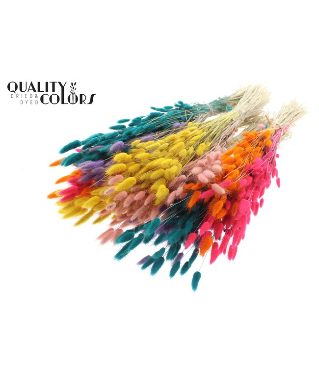Lagurus per bunch Two Tone Candy Spectrum ( x 6 )