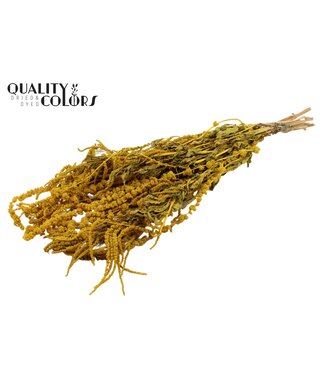 QC Hang Amaranthus ± 90cm p/bunch Yellow ( x 6 )