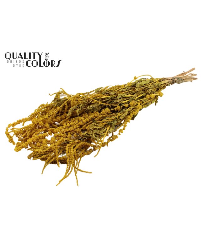 Hang Amaranthus ± 90cm p/bunch Yellow ( x 6 )