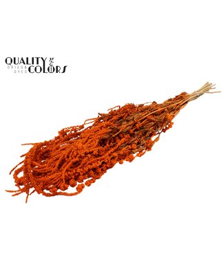 QC Hang Amaranthus ± 90cm p/bunch Orange ( x 6 )