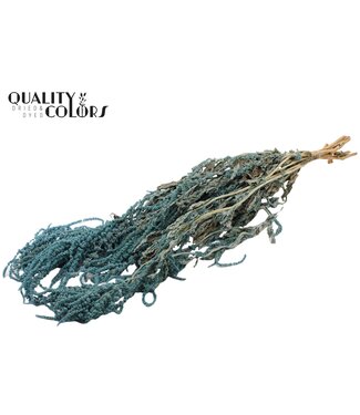 QC Hang Amaranthus ± 90cm p/bunch Light Blue ( x 6 )