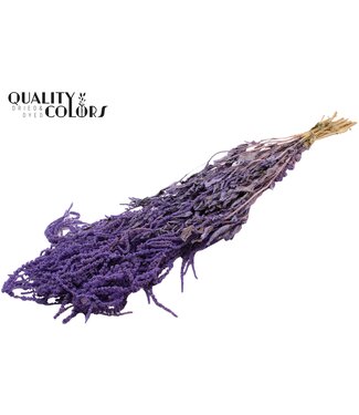QC Hang Amaranthus ± 90cm p/bunch Frosted Milka ( x 6 )