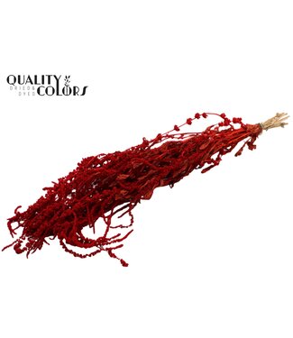 QC Hang Amaranthus ± 90cm p/bunch Red ( x 6 )