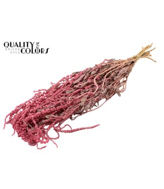 QC Hang Amaranthus ± 90cm p/bunch Frosted Pink ( x 6 )