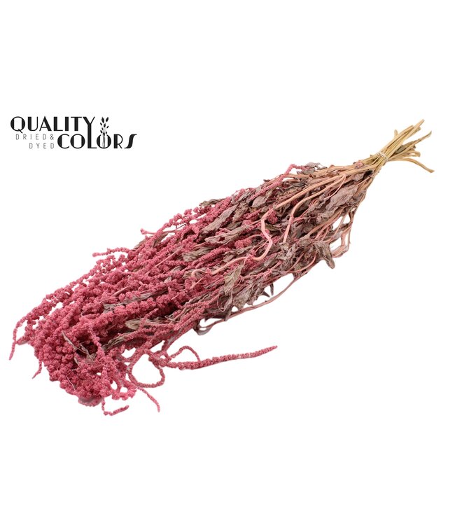 Hang Amaranthus ± 90cm p/bunch Frosted Pink ( x 6 )