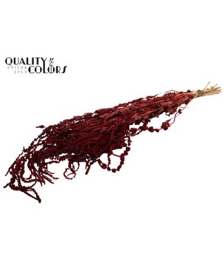 QC Hang Amaranthus ± 90cm p/bunch Burgundy ( x 6 )