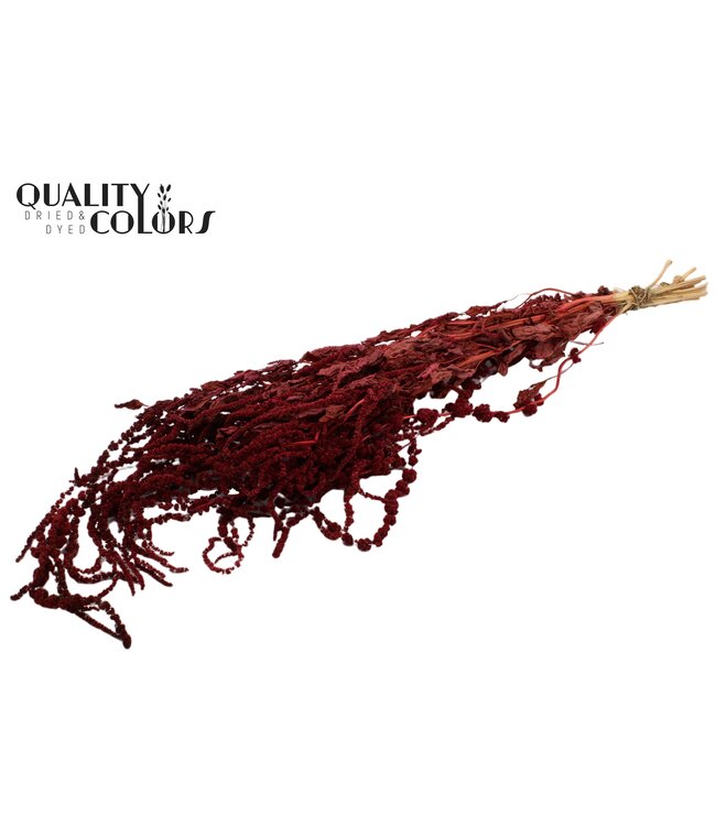 Hang Amaranthus ± 90cm p/bunch Burgundy ( x 6 )