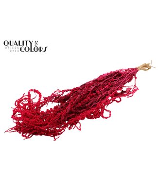 QC Hang Amaranthus ± 90cm p/bunch Cerise ( x 6 )