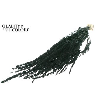 QC Hang Amaranthus ± 90 cm p/bunch Black ( x 6 )
