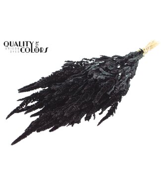 QC Amaranthus per bunch Black ( x 6 )