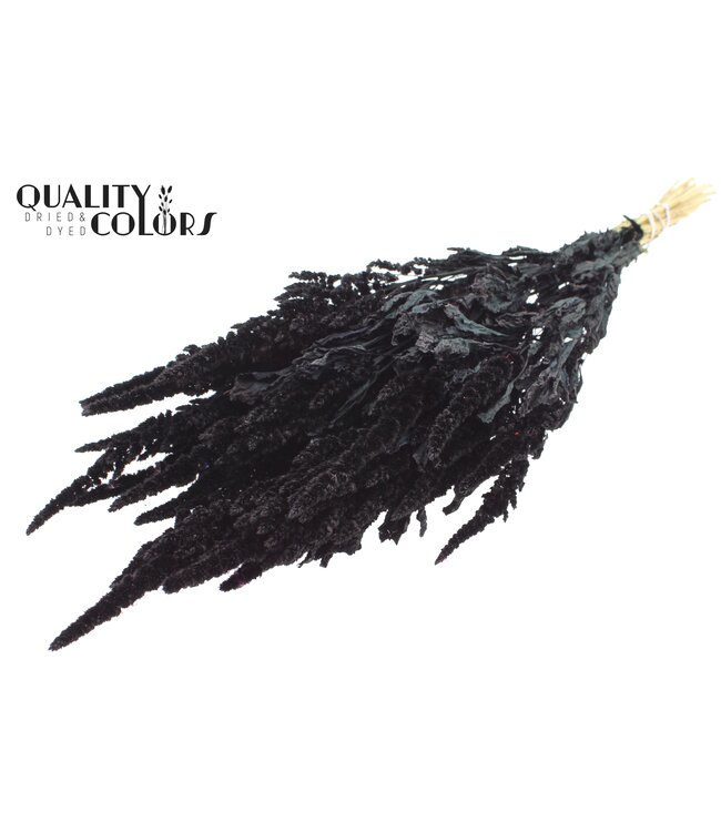 Amaranthus per bunch Black ( x 6 )