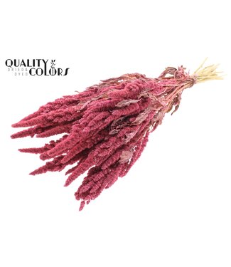 QC Amaranthus per bunch Frosted Pink ( x 6 )