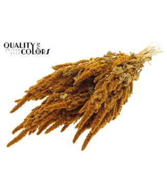 QC Amaranthus per bunch Apricot ( x 6 )